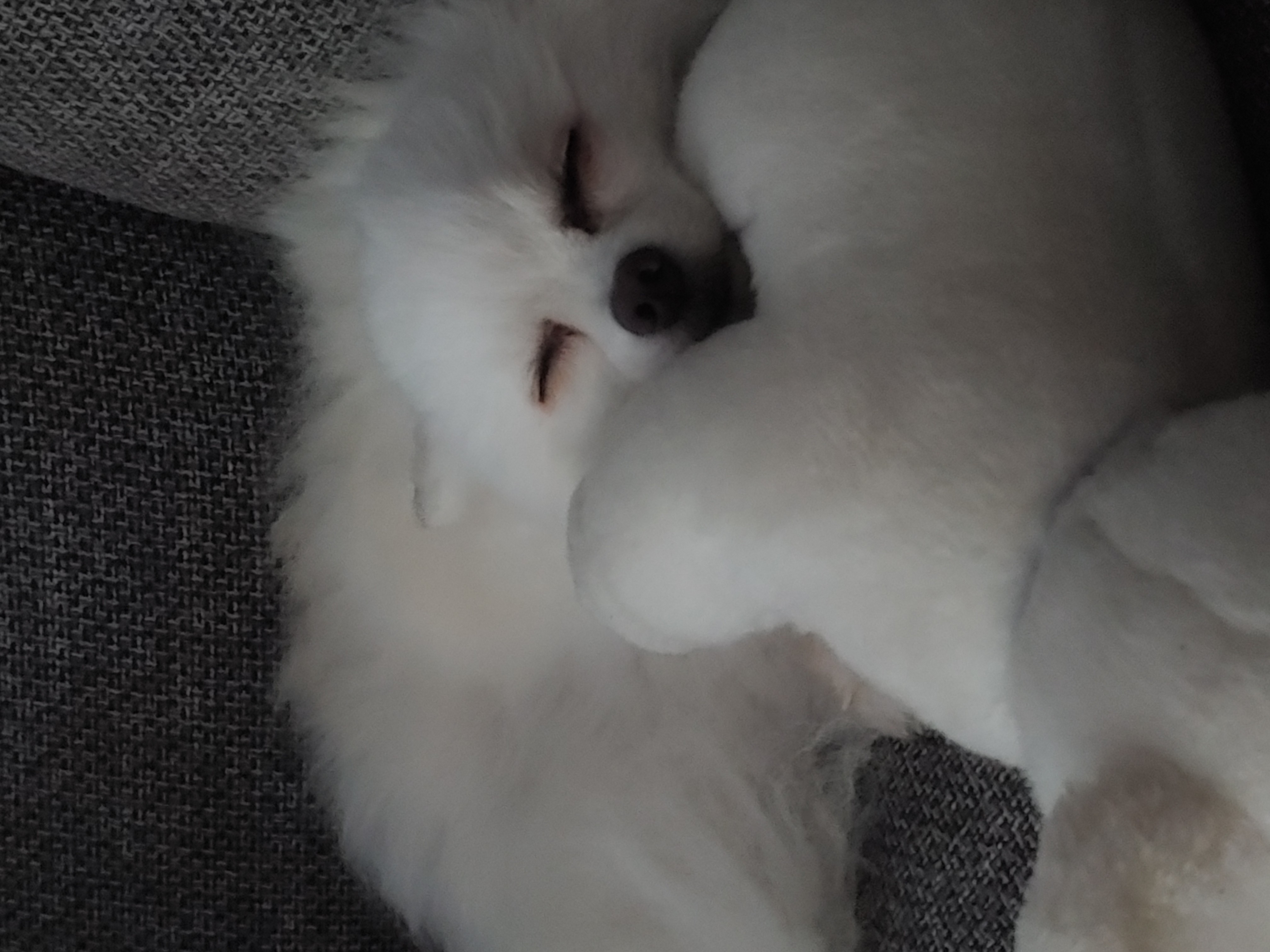 That White Dog